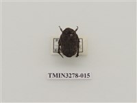 藏品(銅點花金龜)的圖片